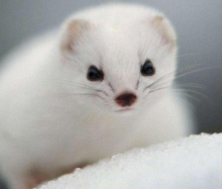 愛くるしい画像で癒やされたい