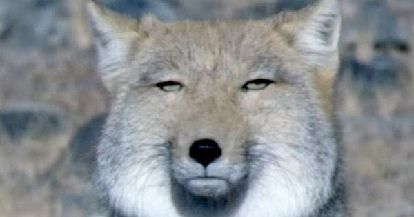  【実況・感想】どうする家康（15）姉川でどうする！