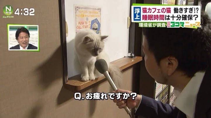 平日休みか土日休みか