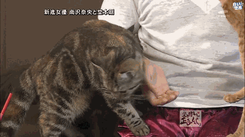 【4月10日誕生日】堂本剛さんが好きな人【アンチ厳禁】