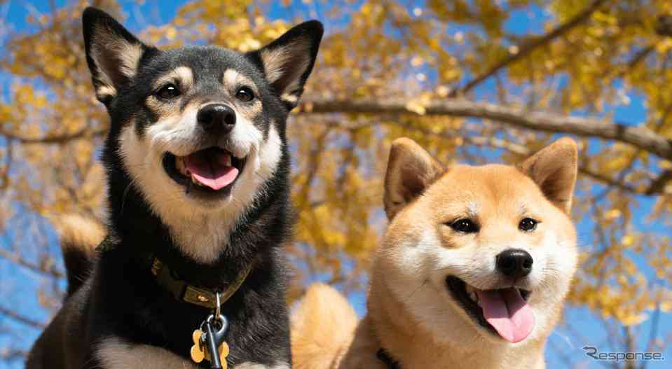 あなたの依存先は何ですか？