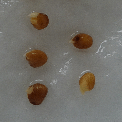 ダイソー植物情報交換トピ