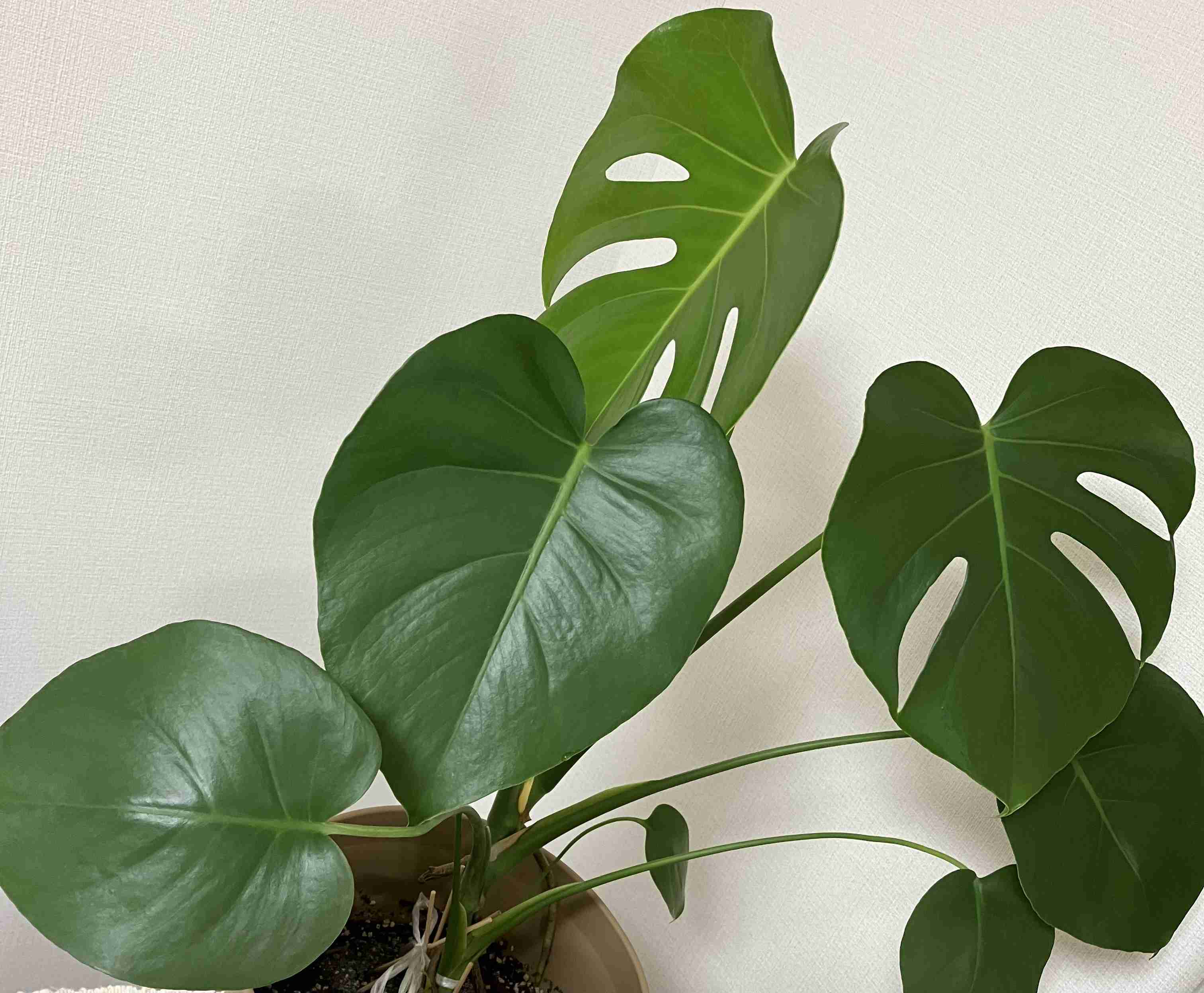 ダイソー植物情報交換トピ