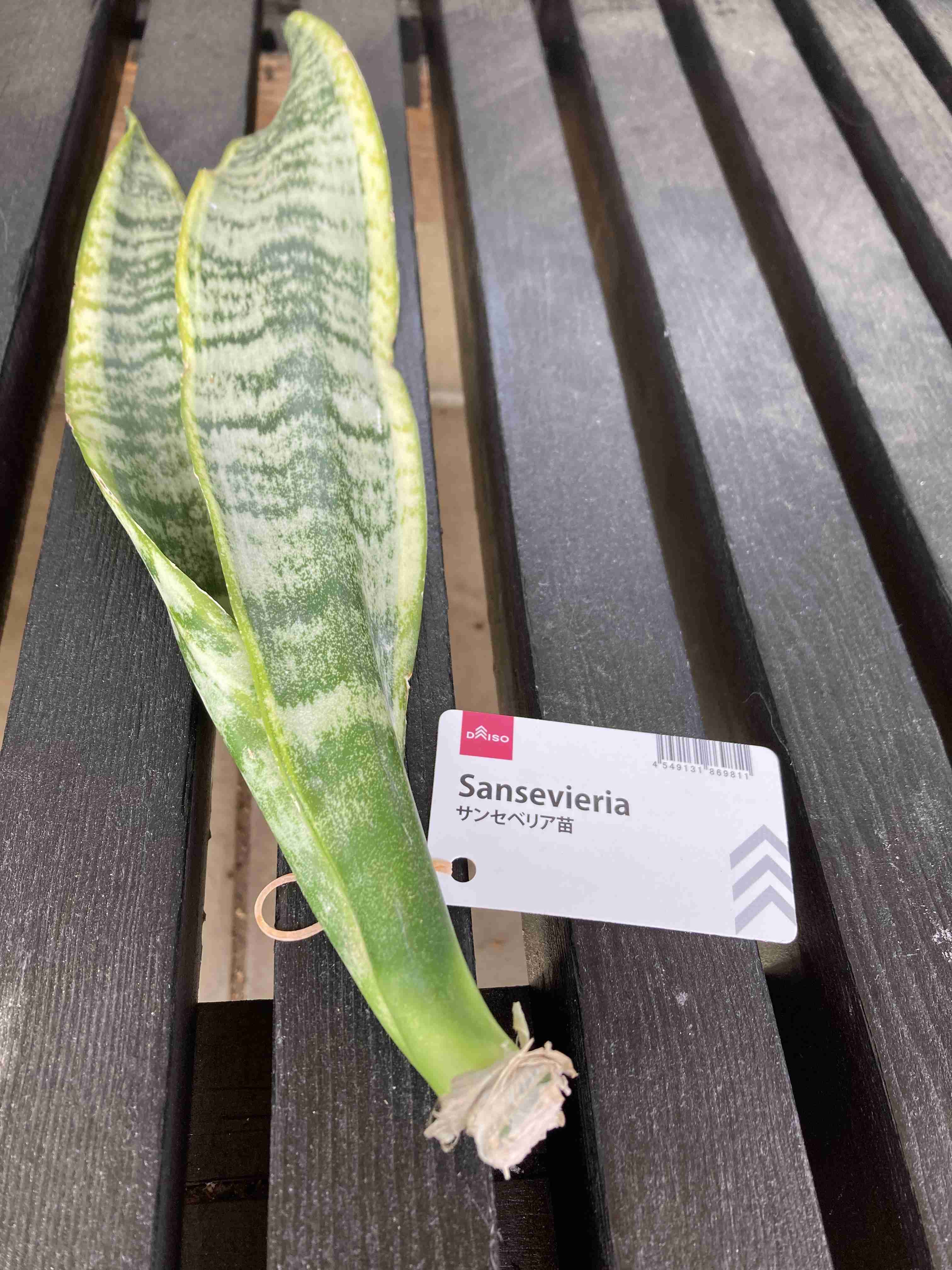 ダイソー植物情報交換トピ