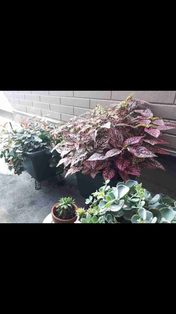 ダイソー植物情報交換トピ