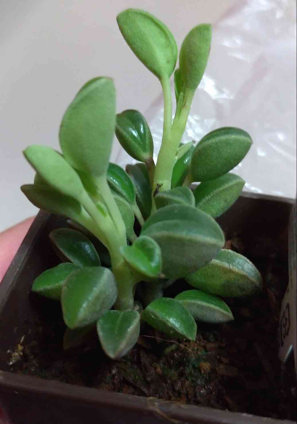 ダイソー植物情報交換トピ