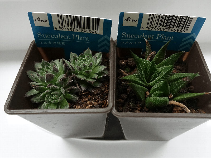 ダイソー植物情報交換トピ