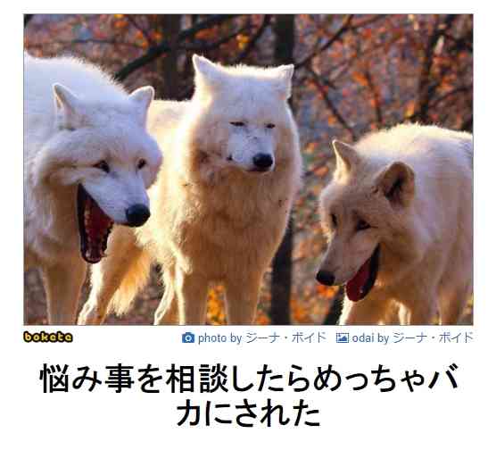 「基本的には人を見て逃げてしまう」千葉・南房総で保護犬の“ウルフドッグ”が逃走　警察が捜索