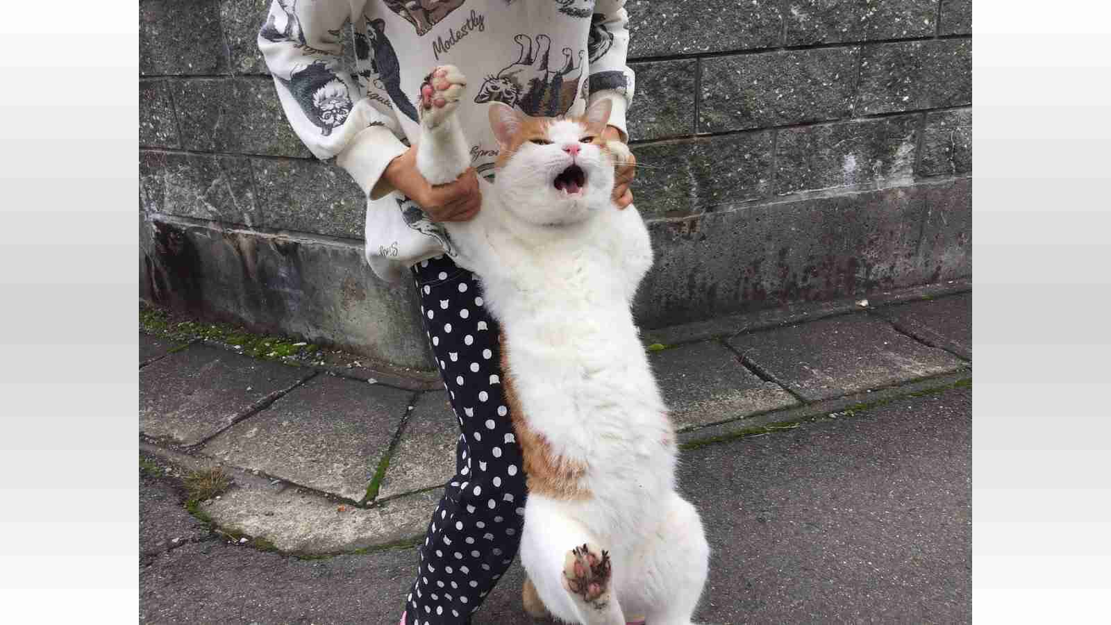 「帰りたくない」全身の力を抜いた秋田犬の“帰宅拒否”がスゴい！体重は約36kg…その後を飼い主に聞いた