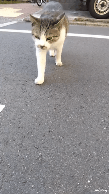 がるちゃん猫カフェ86号店開店しました♫(初めての方も大歓迎♫)