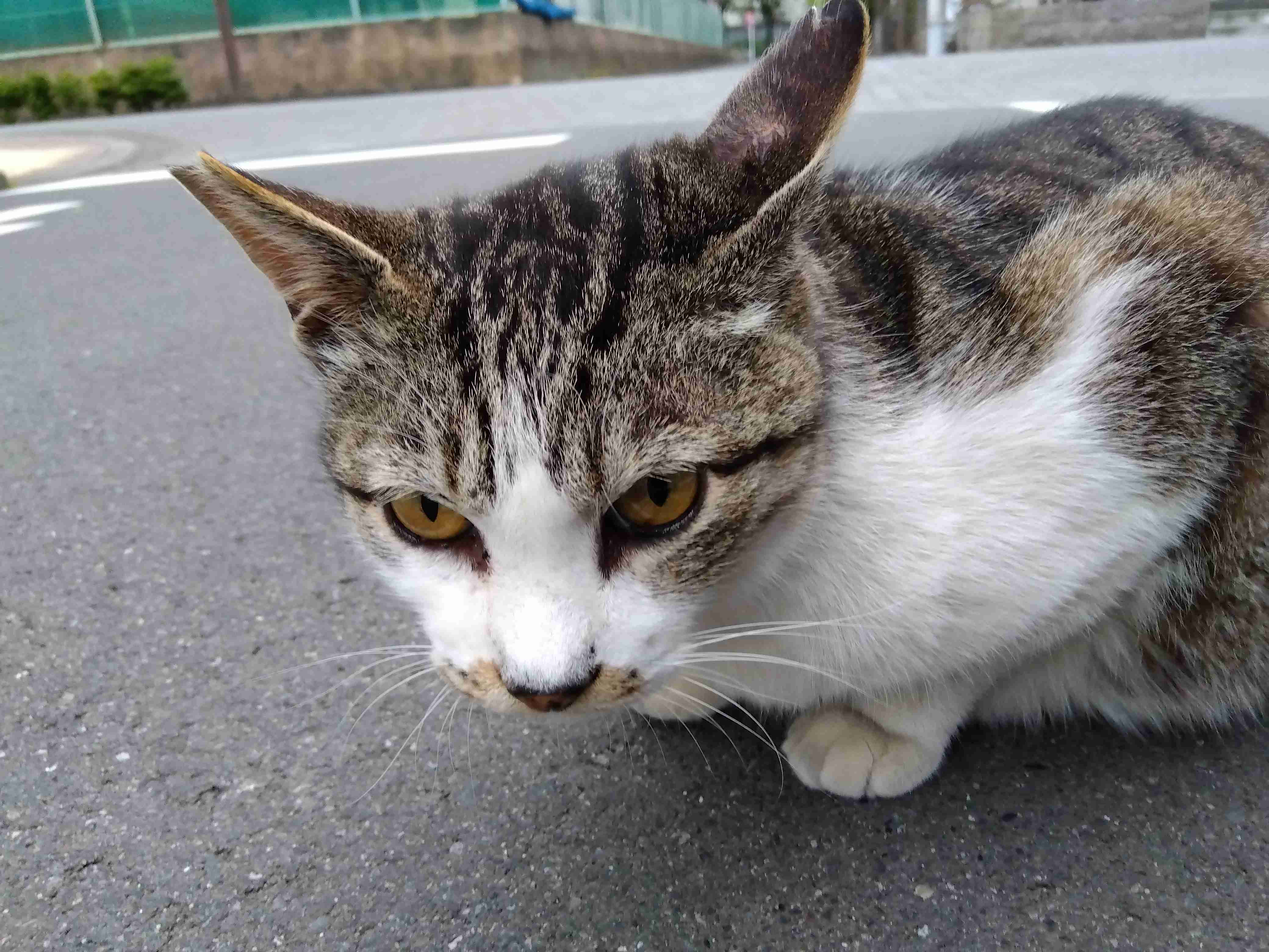 がるちゃん猫カフェ86号店開店しました♫(初めての方も大歓迎♫)