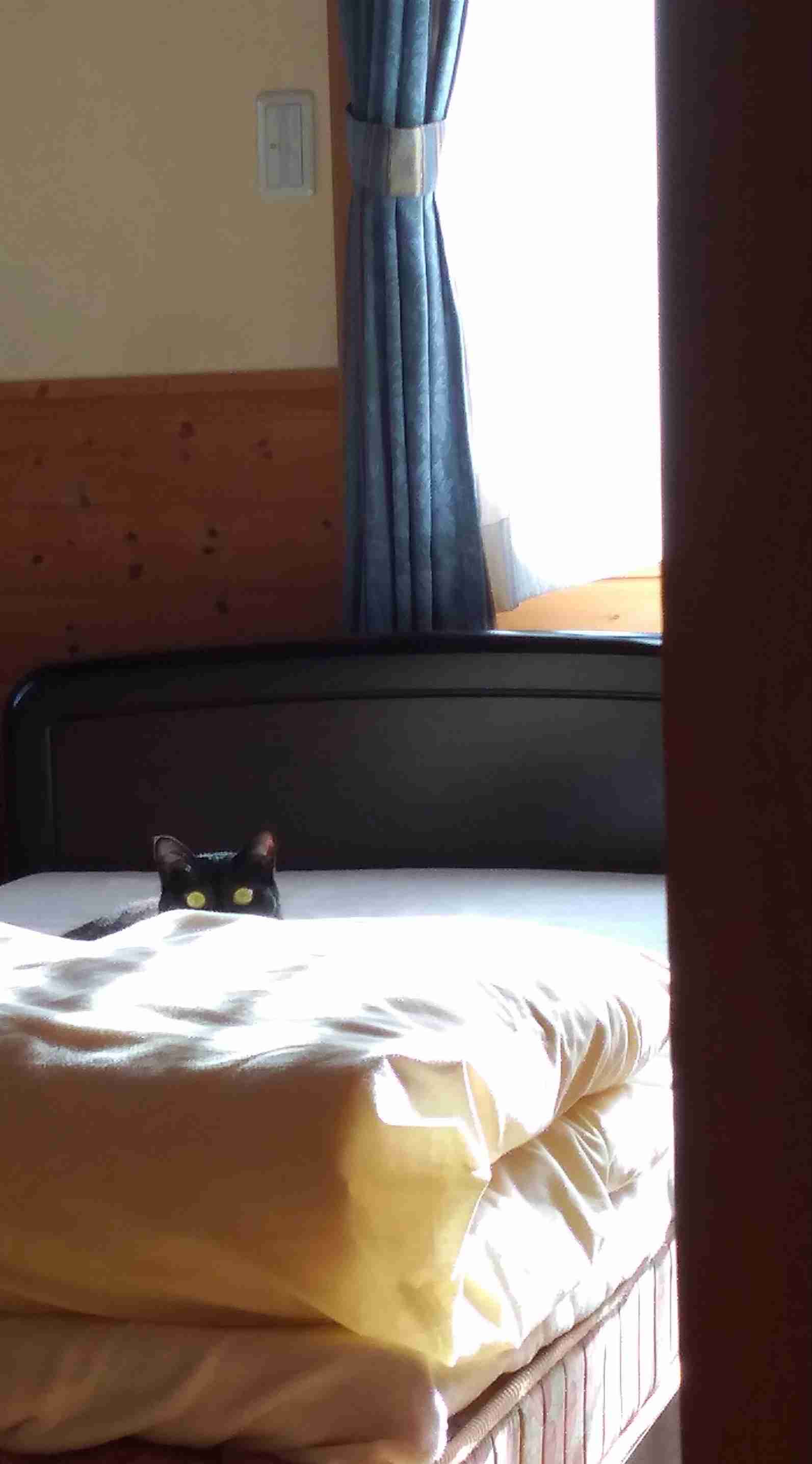 がるちゃん猫カフェ86号店開店しました♫(初めての方も大歓迎♫)