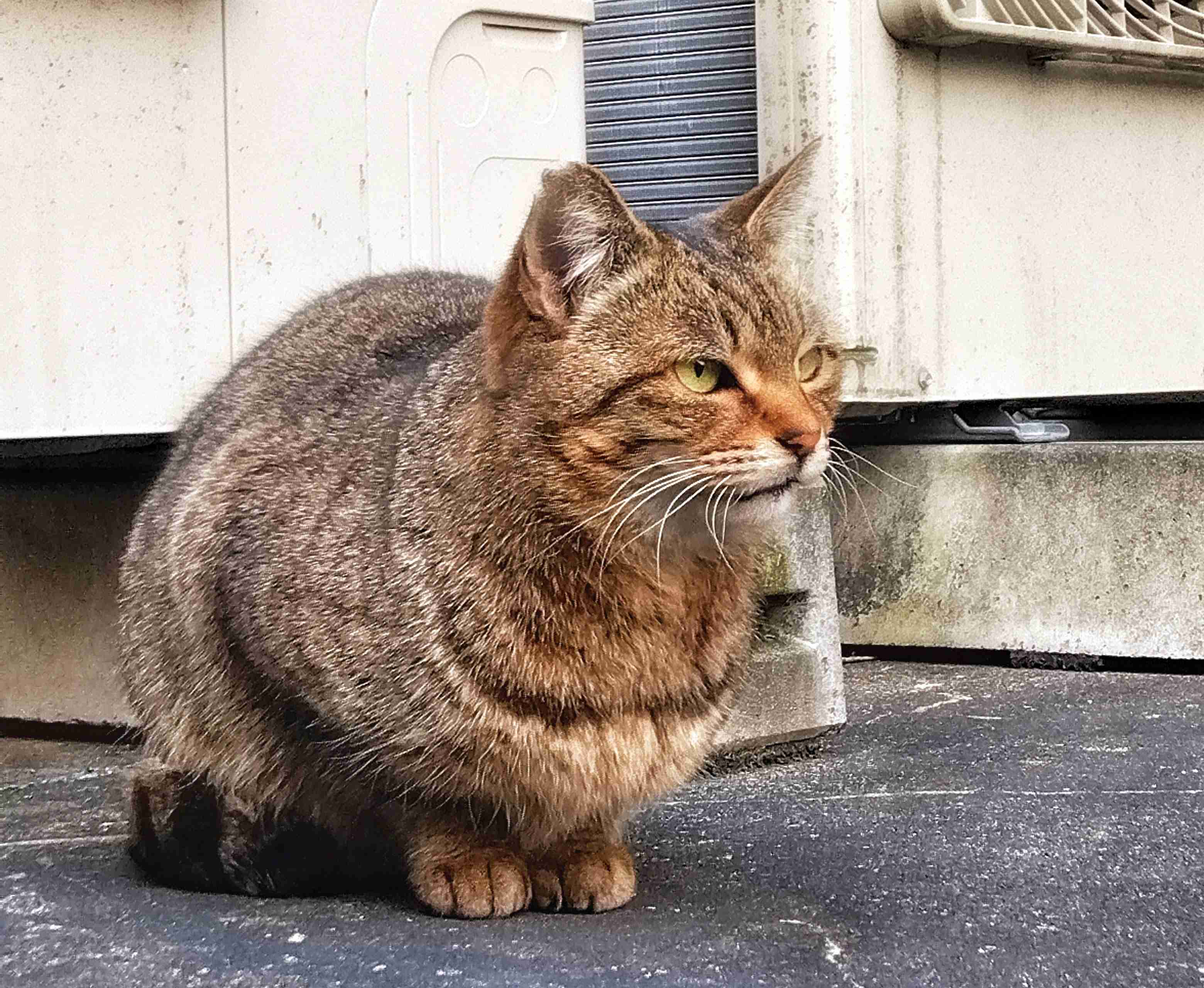 がるちゃん猫カフェ86号店開店しました♫(初めての方も大歓迎♫)