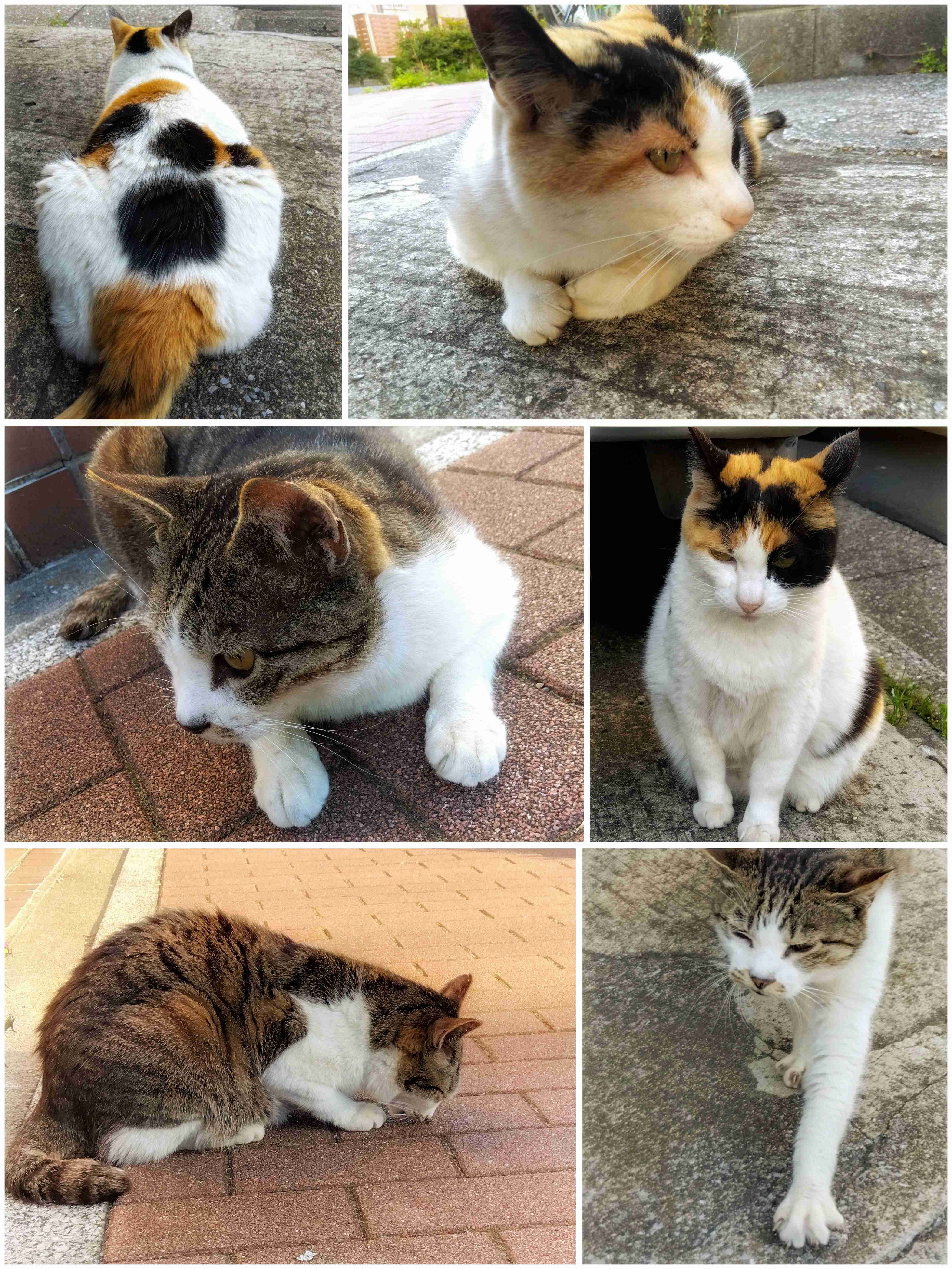 がるちゃん猫カフェ86号店開店しました♫(初めての方も大歓迎♫)