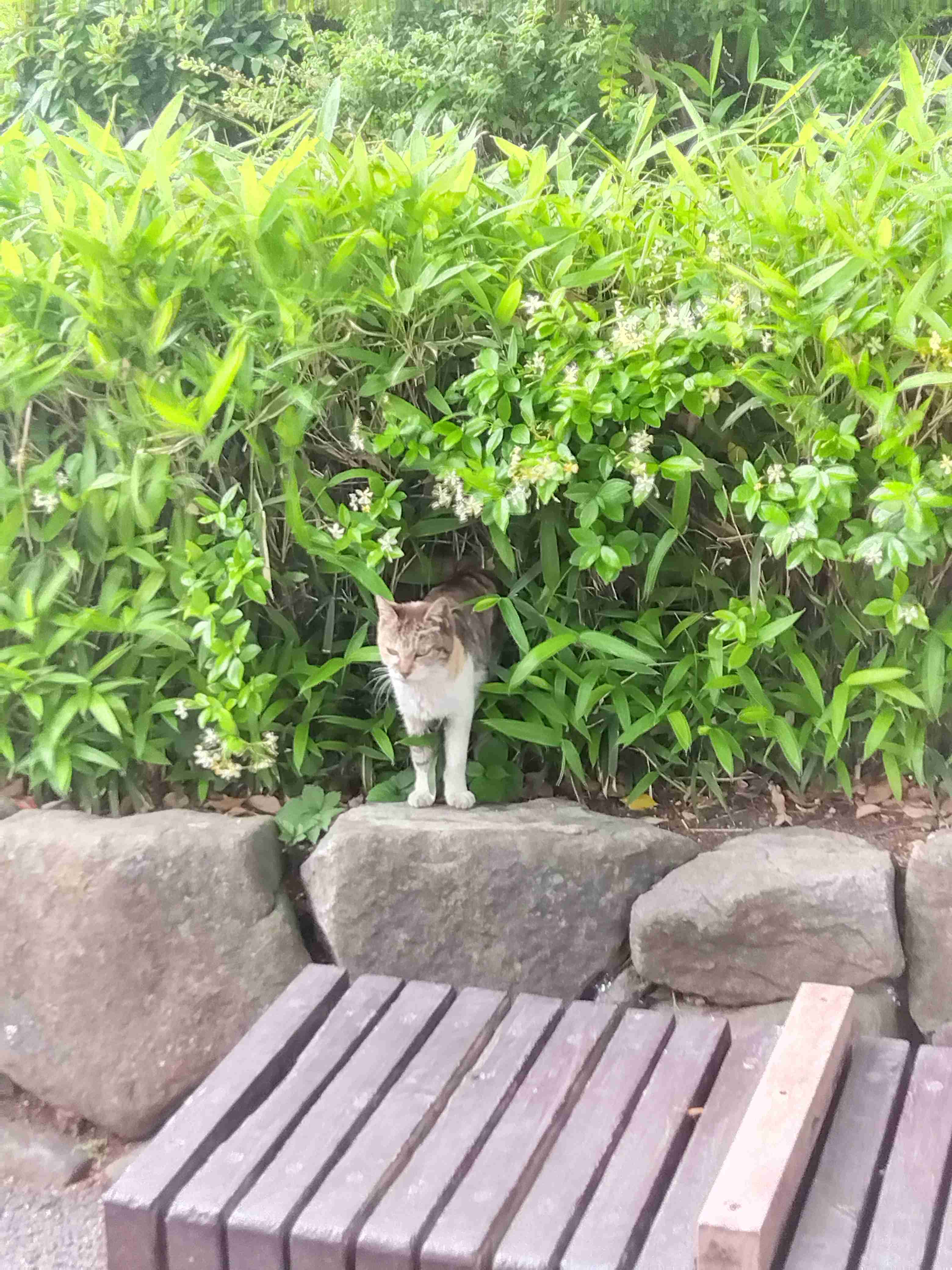 がるちゃん猫カフェ86号店開店しました♫(初めての方も大歓迎♫)