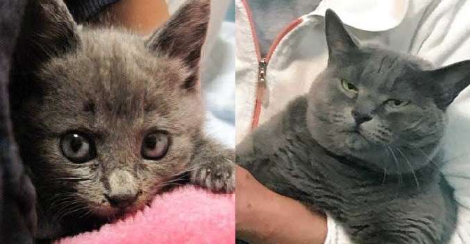 がるちゃん猫カフェ86号店開店しました♫(初めての方も大歓迎♫)