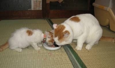 がるちゃん猫カフェ86号店開店しました♫(初めての方も大歓迎♫)