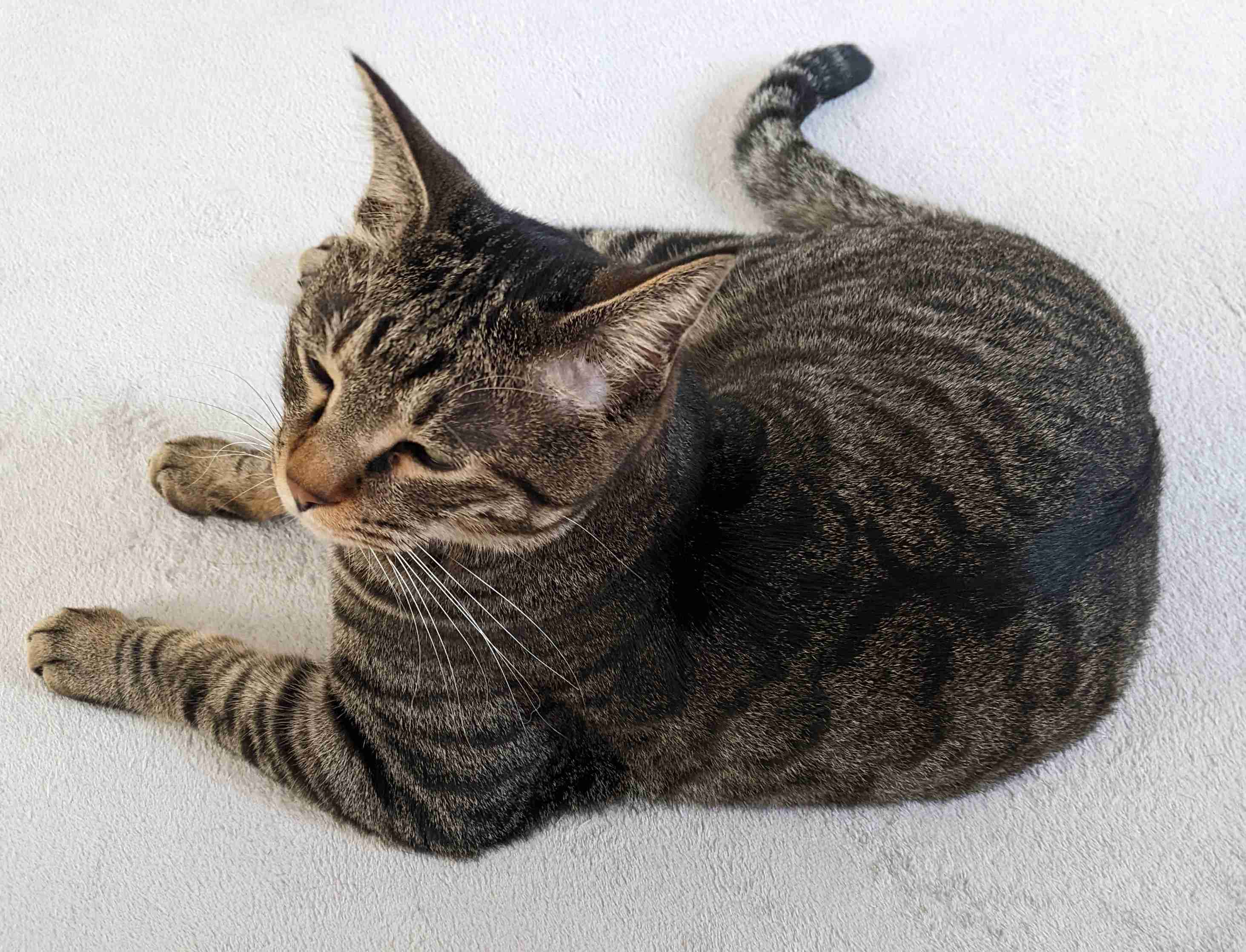 がるちゃん猫カフェ86号店開店しました♫(初めての方も大歓迎♫)