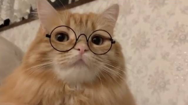 がるちゃん猫カフェ86号店開店しました♫(初めての方も大歓迎♫)