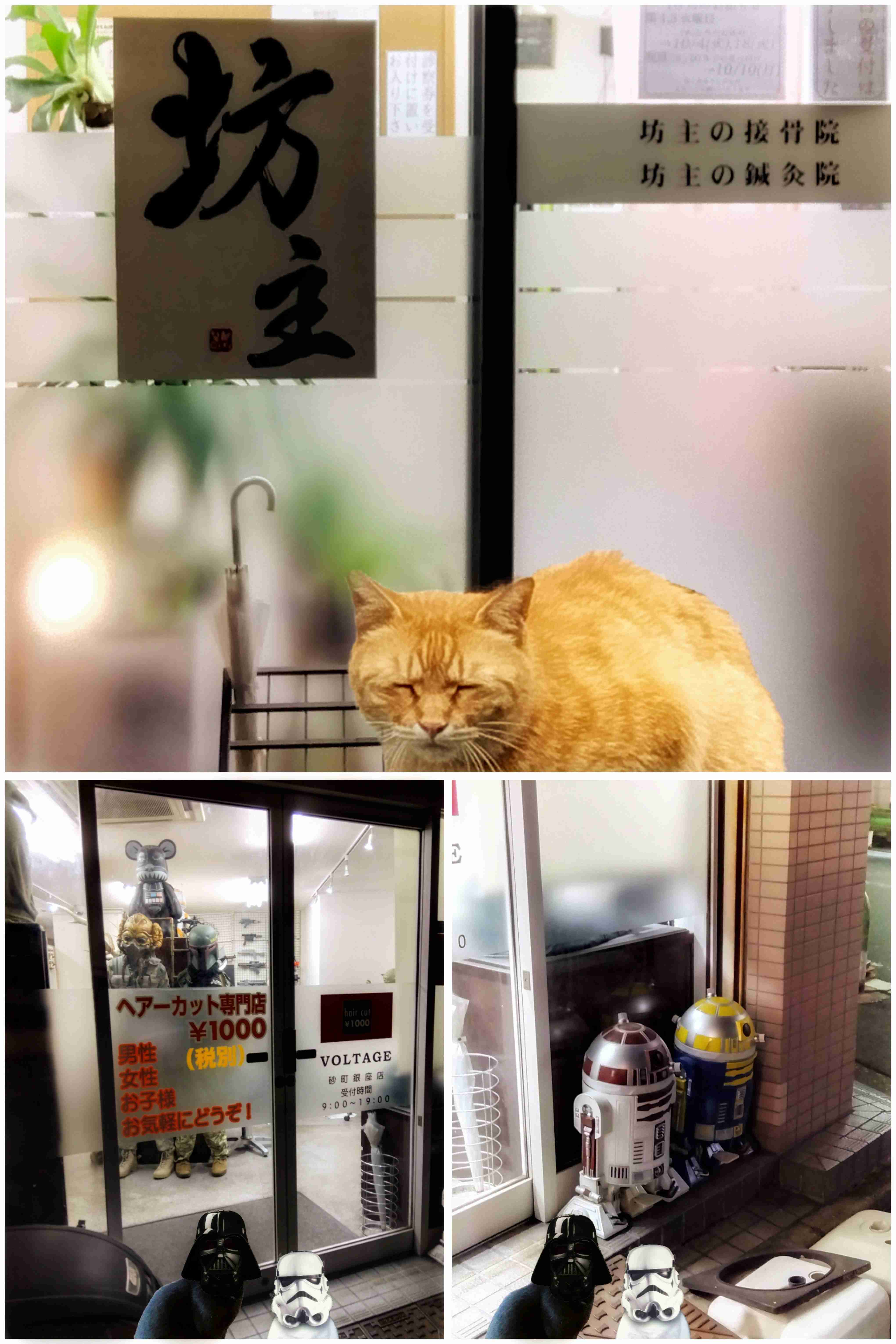 がるちゃん猫カフェ86号店開店しました♫(初めての方も大歓迎♫)