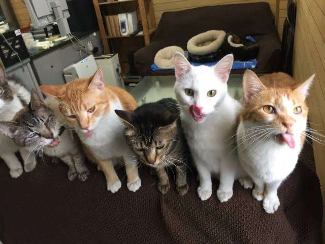がるちゃん猫カフェ86号店開店しました♫(初めての方も大歓迎♫)
