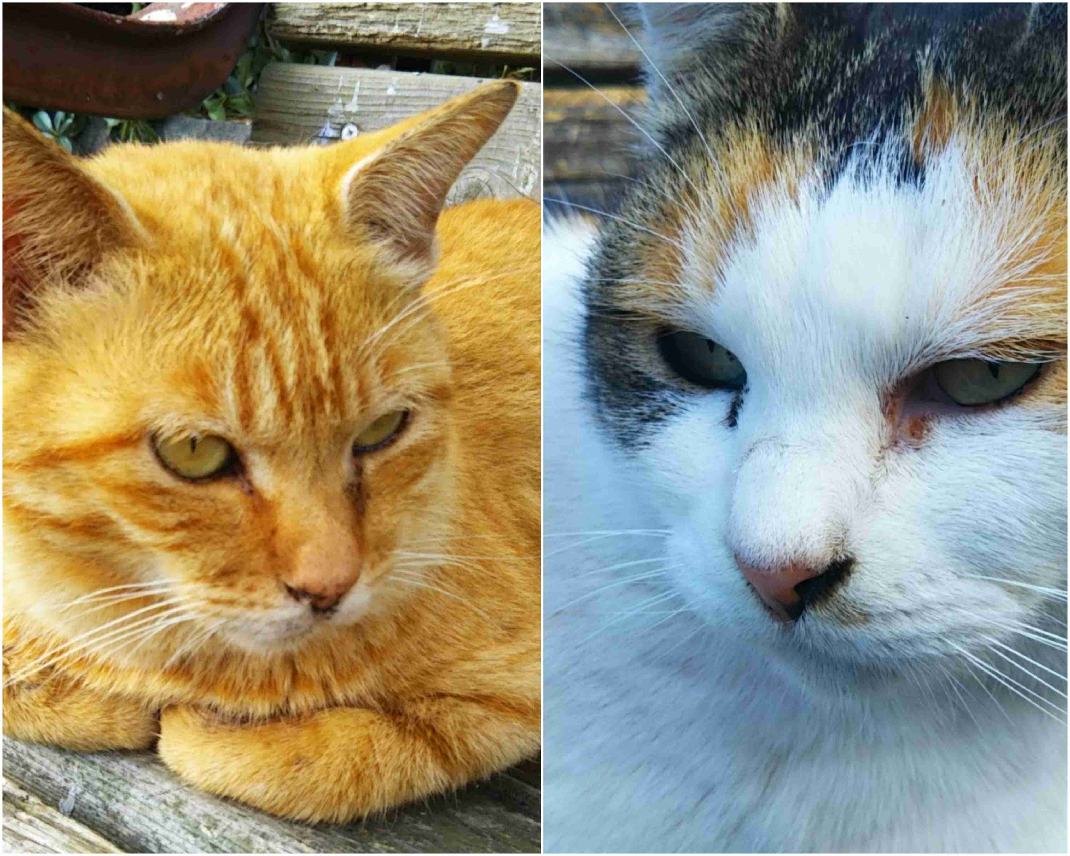 がるちゃん猫カフェ86号店開店しました♫(初めての方も大歓迎♫)