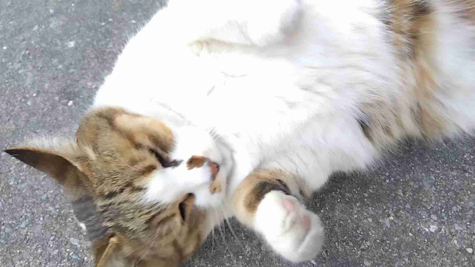 がるちゃん猫カフェ86号店開店しました♫(初めての方も大歓迎♫)