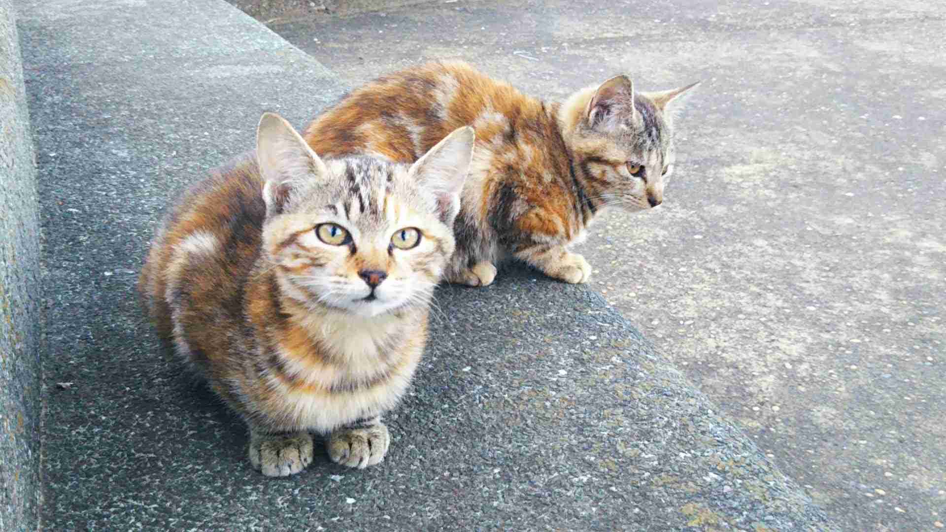 がるちゃん猫カフェ86号店開店しました♫(初めての方も大歓迎♫)
