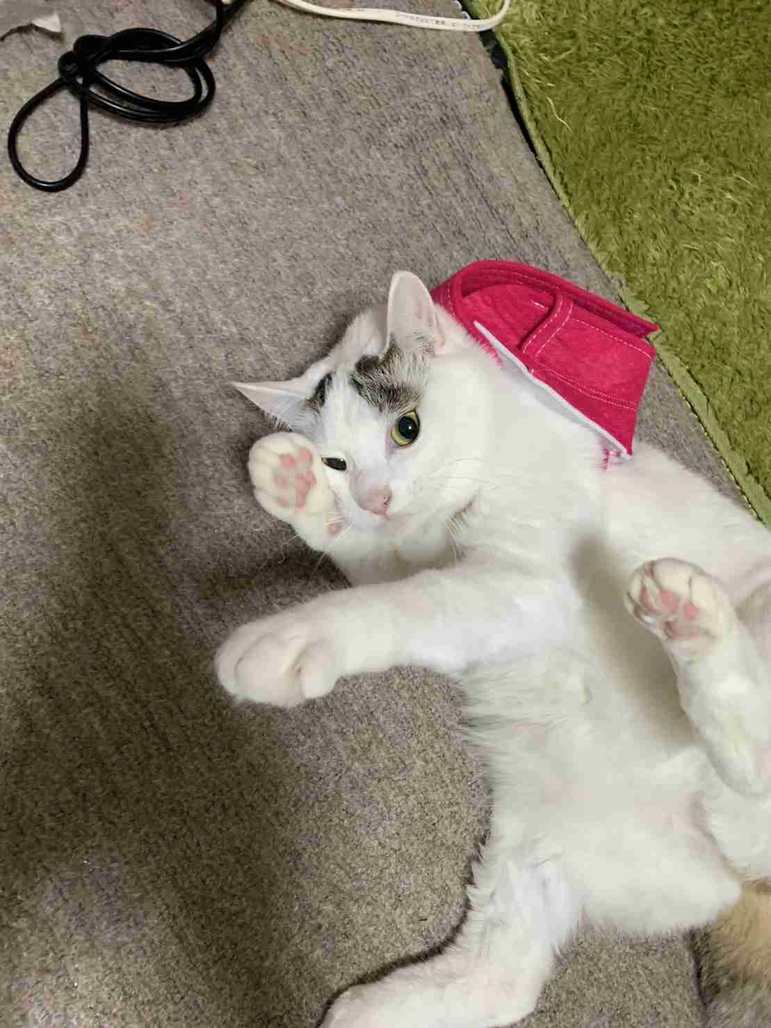 がるちゃん猫カフェ86号店開店しました♫(初めての方も大歓迎♫)