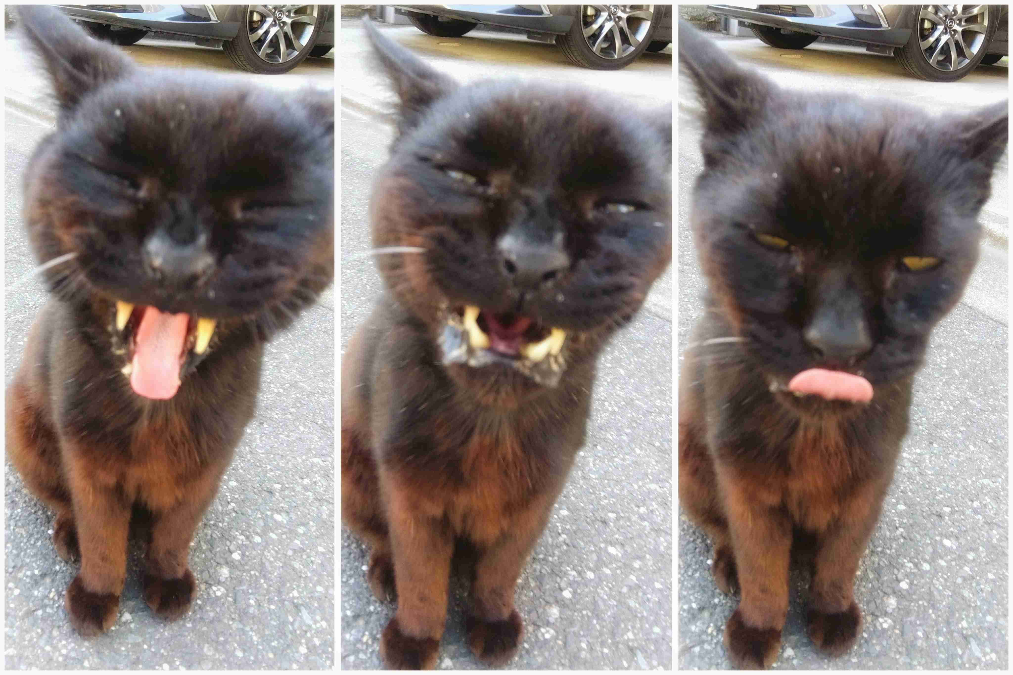 がるちゃん猫カフェ86号店開店しました♫(初めての方も大歓迎♫)