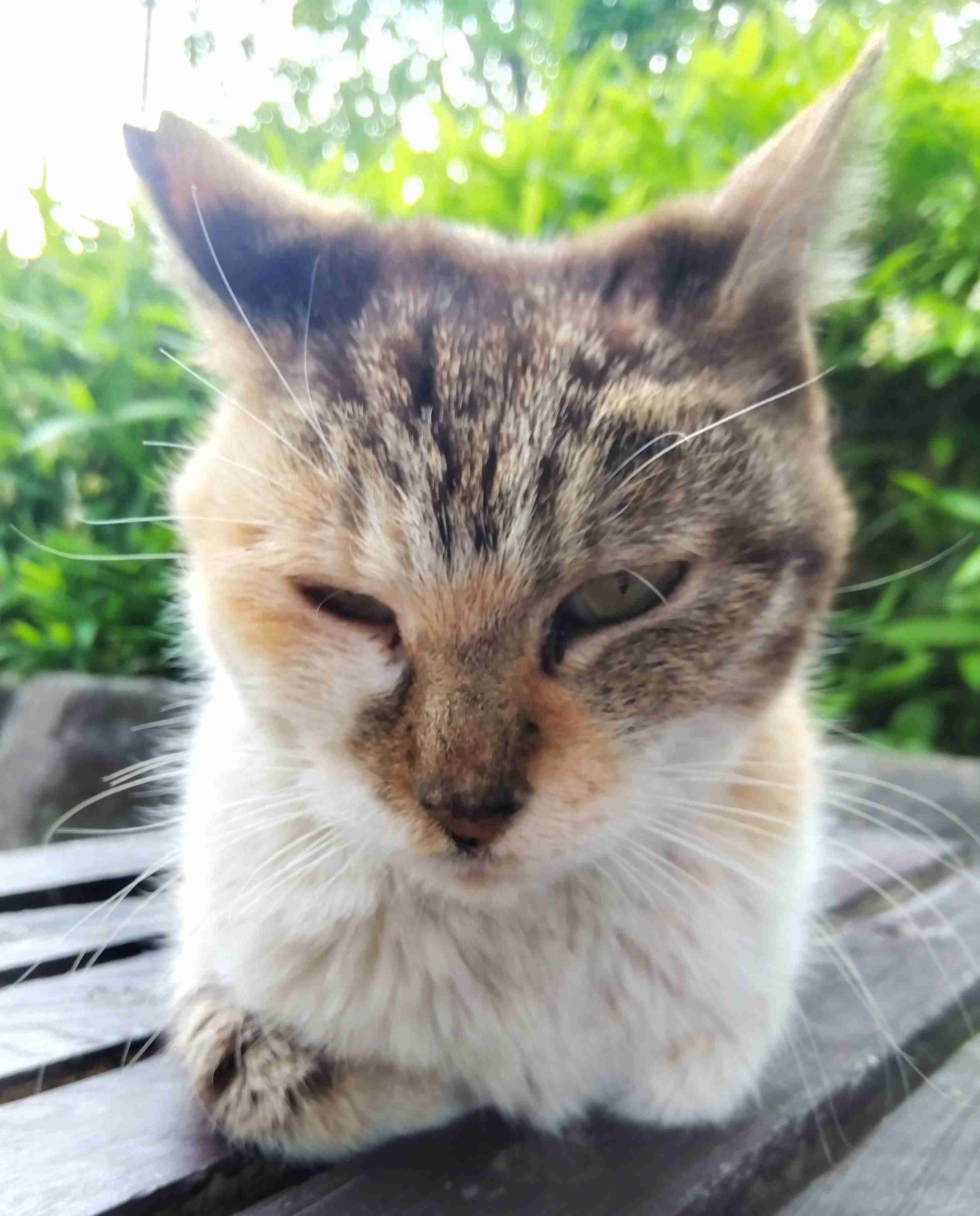 がるちゃん猫カフェ86号店開店しました♫(初めての方も大歓迎♫)