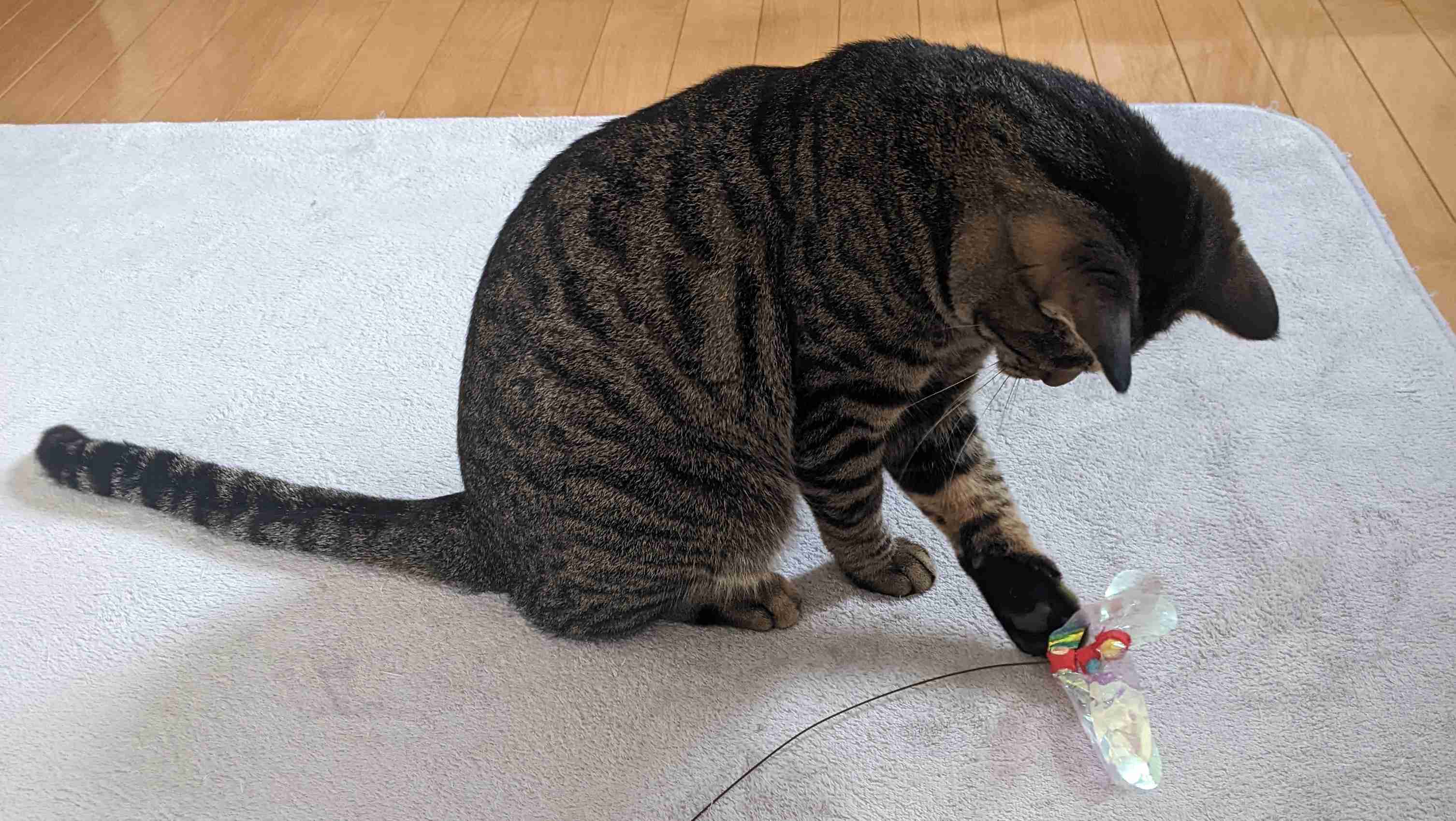 がるちゃん猫カフェ86号店開店しました♫(初めての方も大歓迎♫)