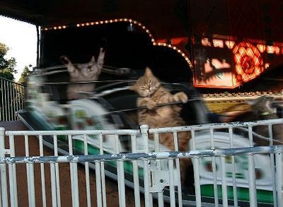 がるちゃん猫カフェ86号店開店しました♫(初めての方も大歓迎♫)