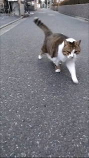 がるちゃん猫カフェ86号店開店しました♫(初めての方も大歓迎♫)