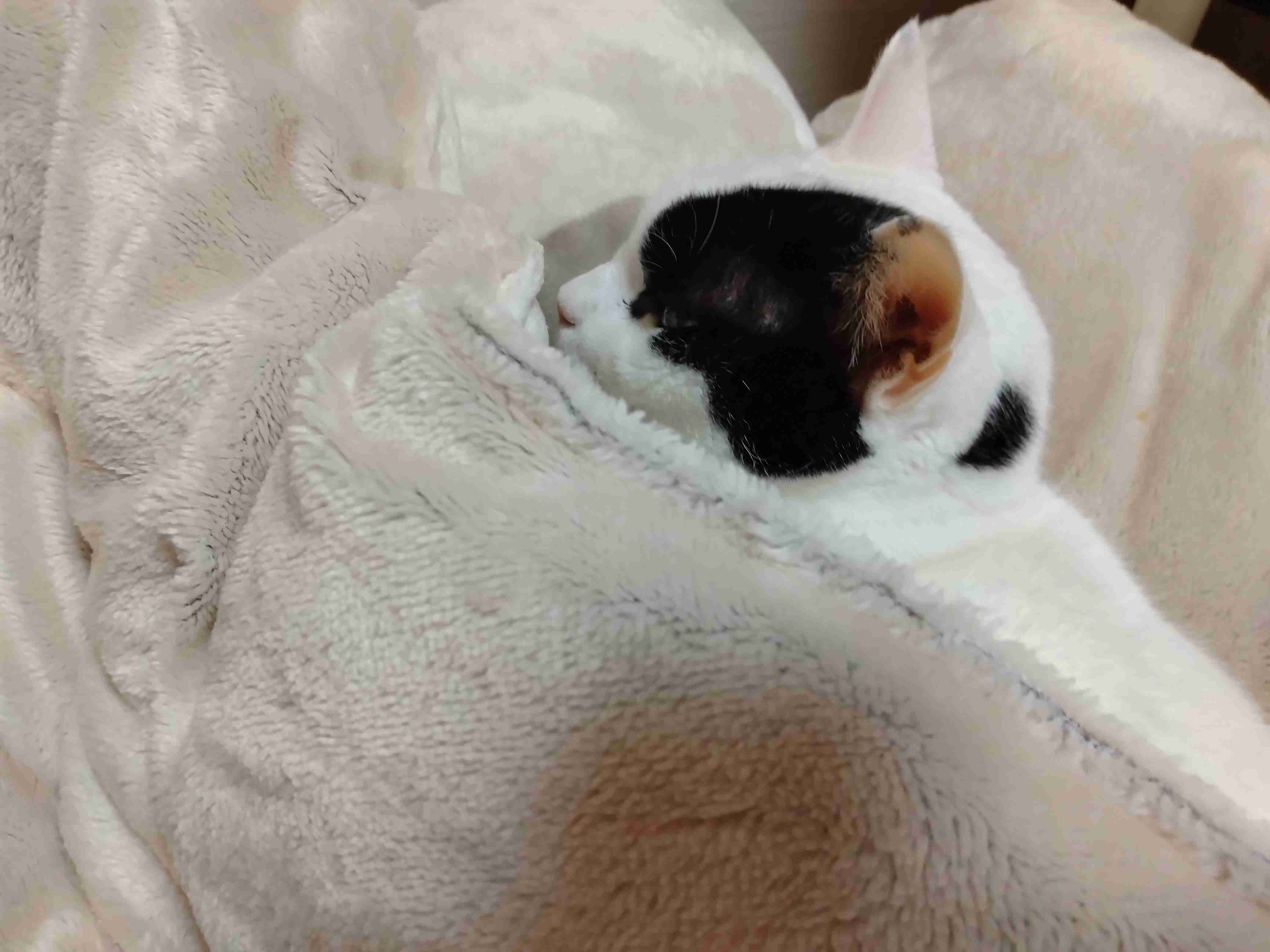 がるちゃん猫カフェ86号店開店しました♫(初めての方も大歓迎♫)