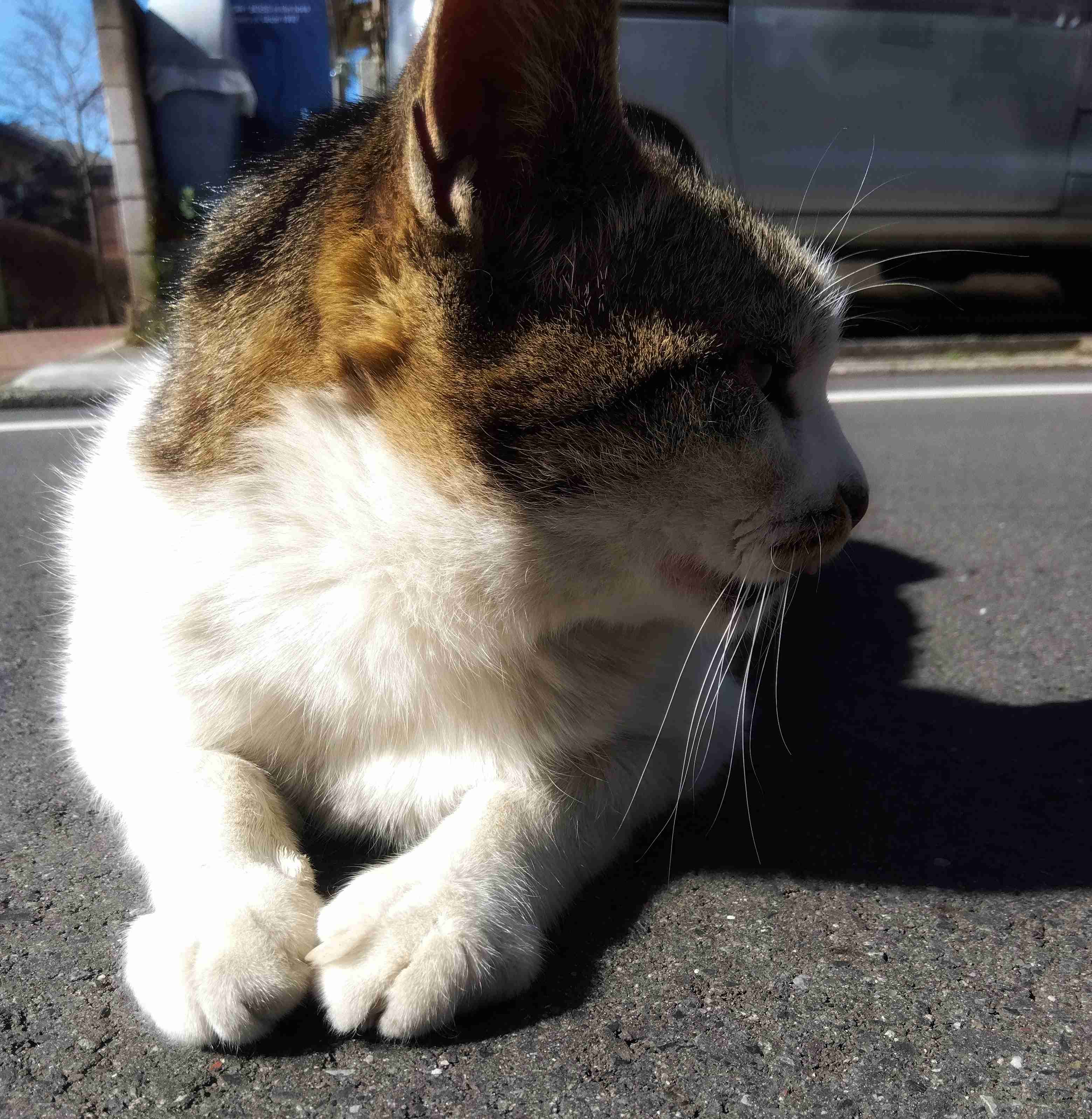 がるちゃん猫カフェ86号店開店しました♫(初めての方も大歓迎♫)