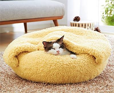 がるちゃん猫カフェ86号店開店しました♫(初めての方も大歓迎♫)