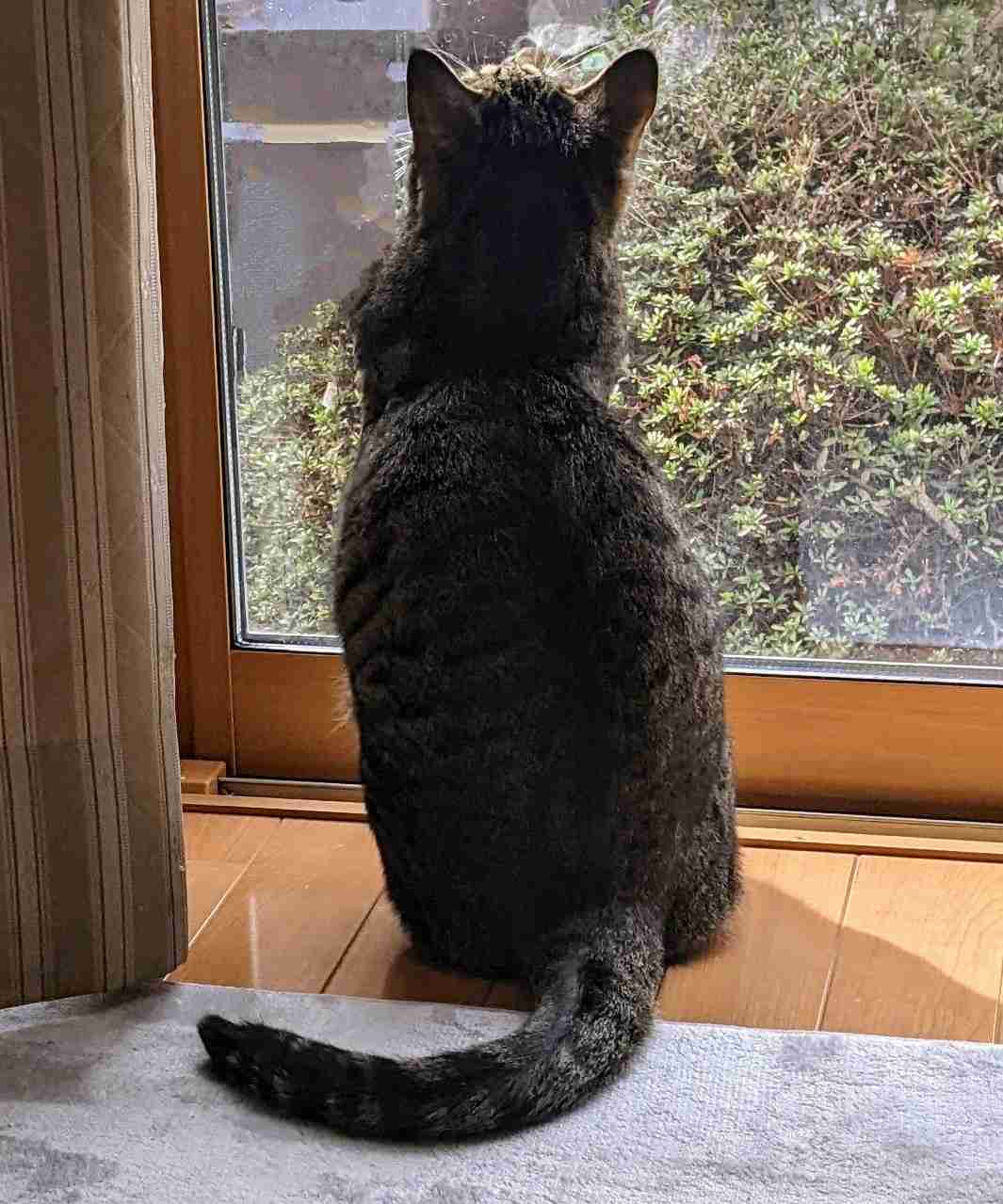 がるちゃん猫カフェ86号店開店しました♫(初めての方も大歓迎♫)