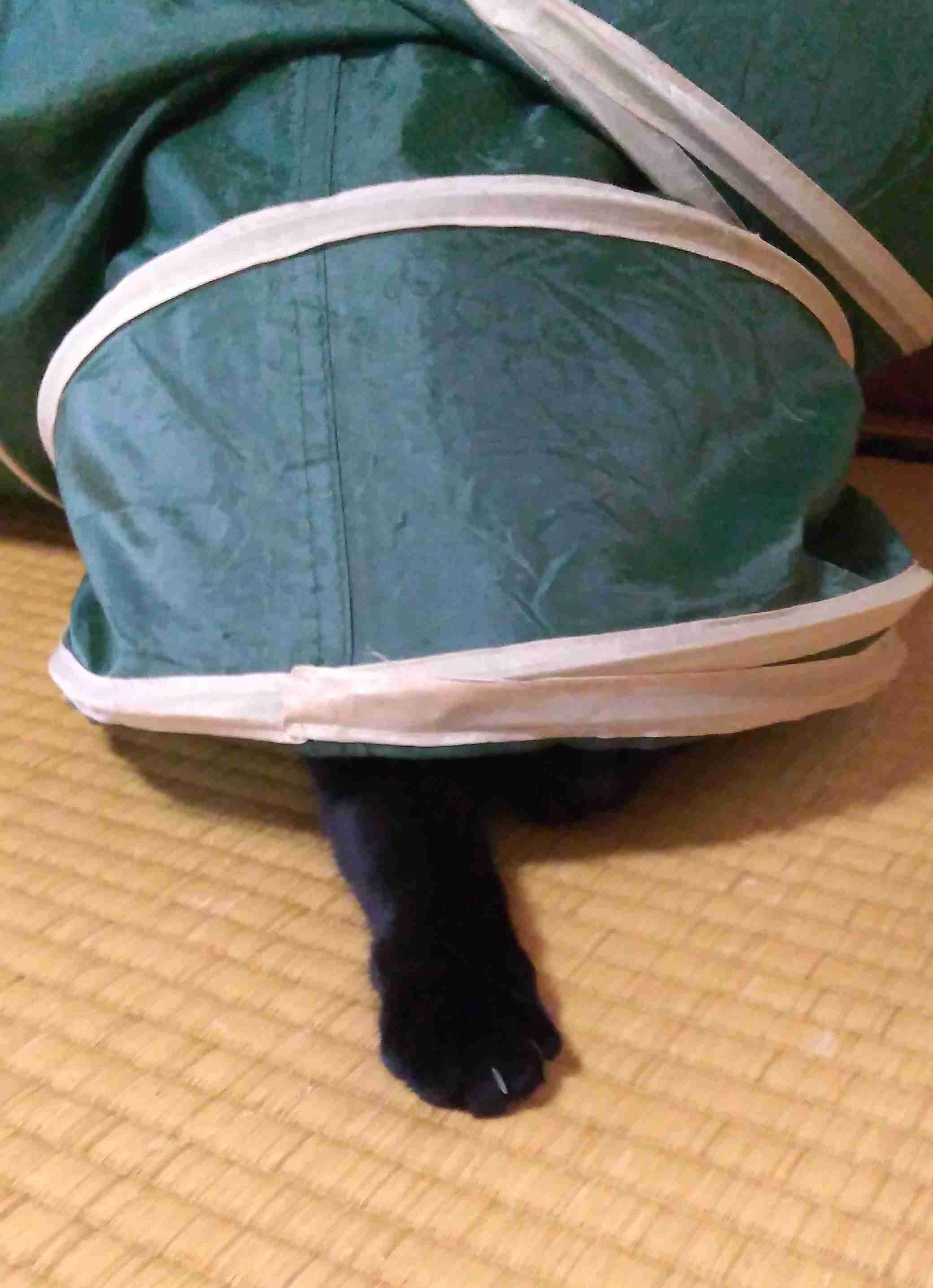 がるちゃん猫カフェ86号店開店しました♫(初めての方も大歓迎♫)