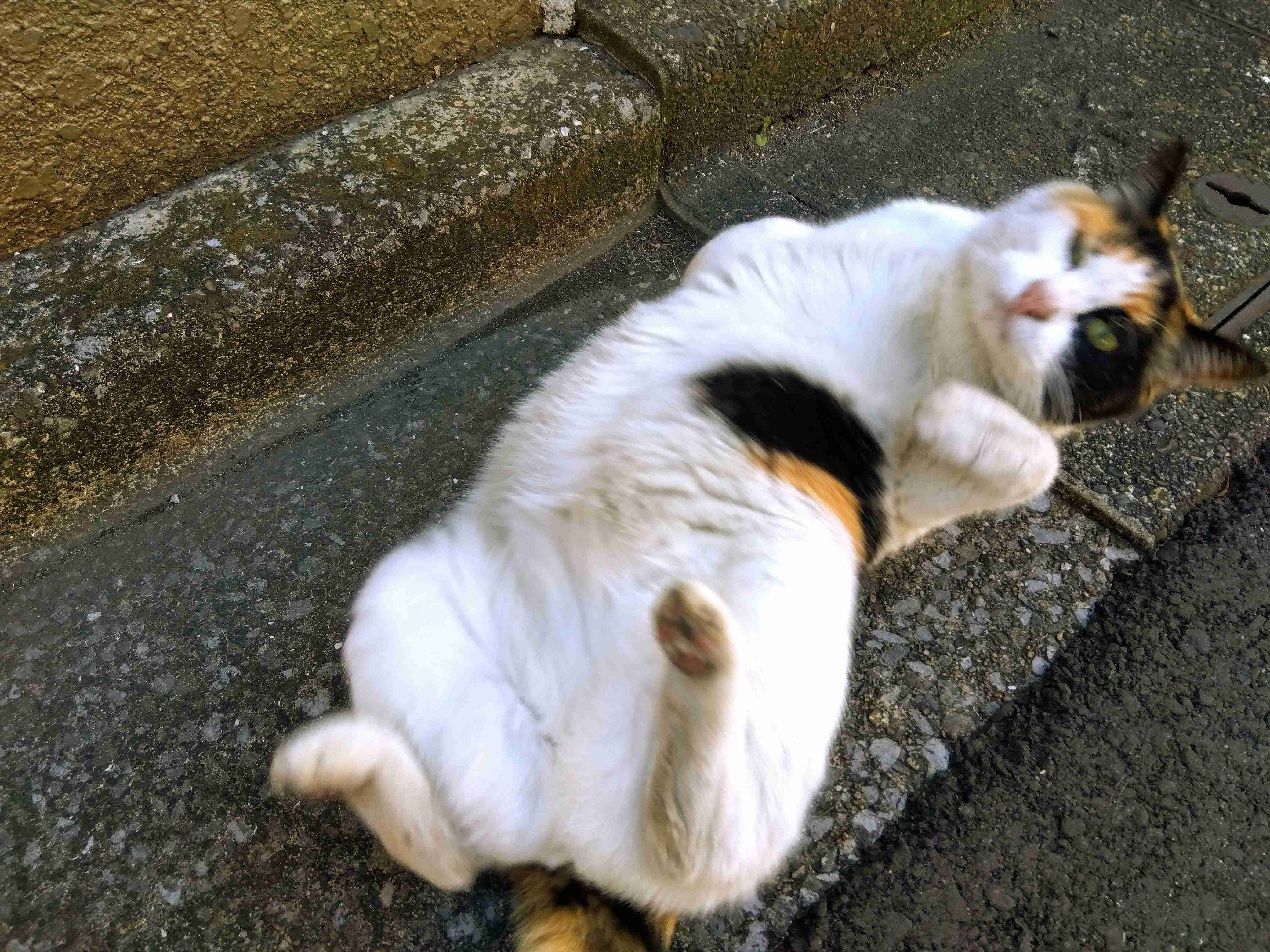 がるちゃん猫カフェ86号店開店しました♫(初めての方も大歓迎♫)