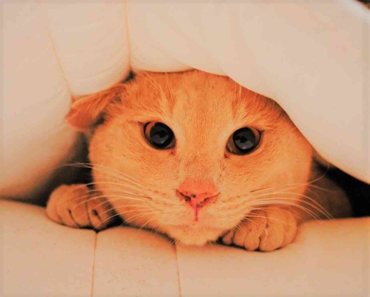 がるちゃん猫カフェ86号店開店しました♫(初めての方も大歓迎♫)