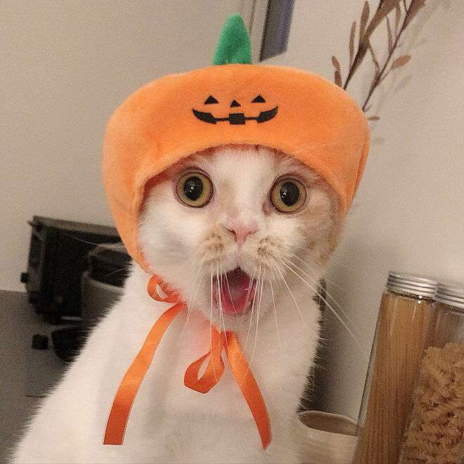 がるちゃん猫カフェ86号店開店しました♫(初めての方も大歓迎♫)