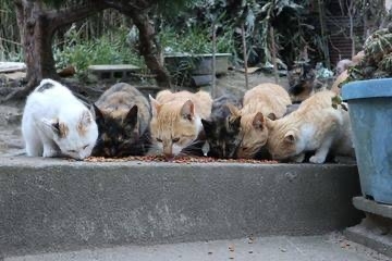 がるちゃん猫カフェ86号店開店しました♫(初めての方も大歓迎♫)