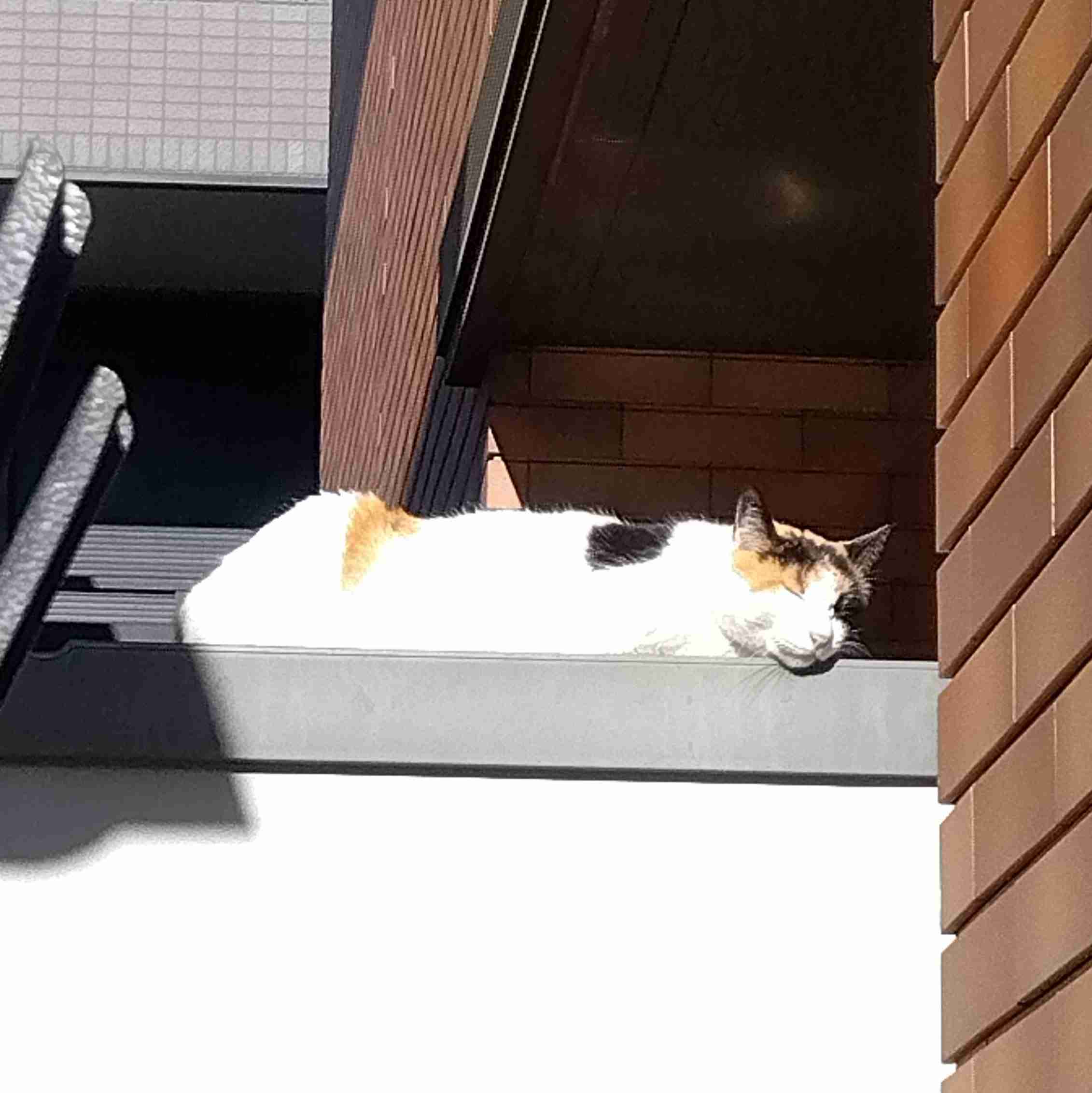 がるちゃん猫カフェ86号店開店しました♫(初めての方も大歓迎♫)