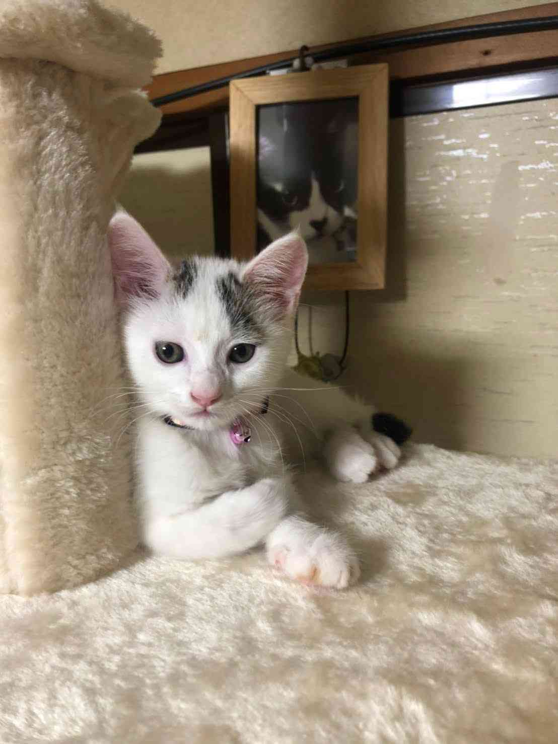がるちゃん猫カフェ86号店開店しました♫(初めての方も大歓迎♫)