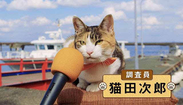 がるちゃん猫カフェ86号店開店しました♫(初めての方も大歓迎♫)