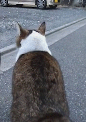 がるちゃん猫カフェ86号店開店しました♫(初めての方も大歓迎♫)
