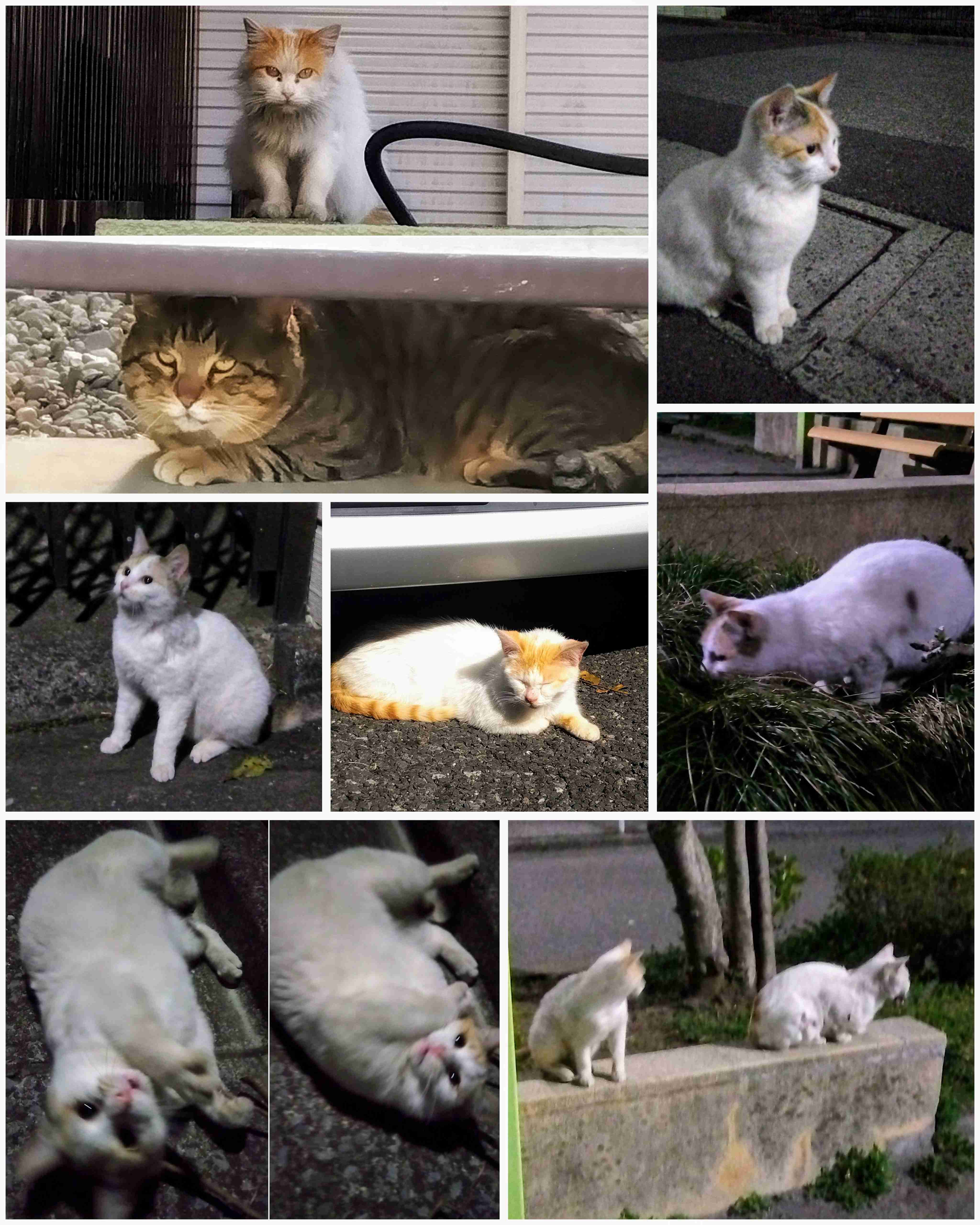 がるちゃん猫カフェ86号店開店しました♫(初めての方も大歓迎♫)