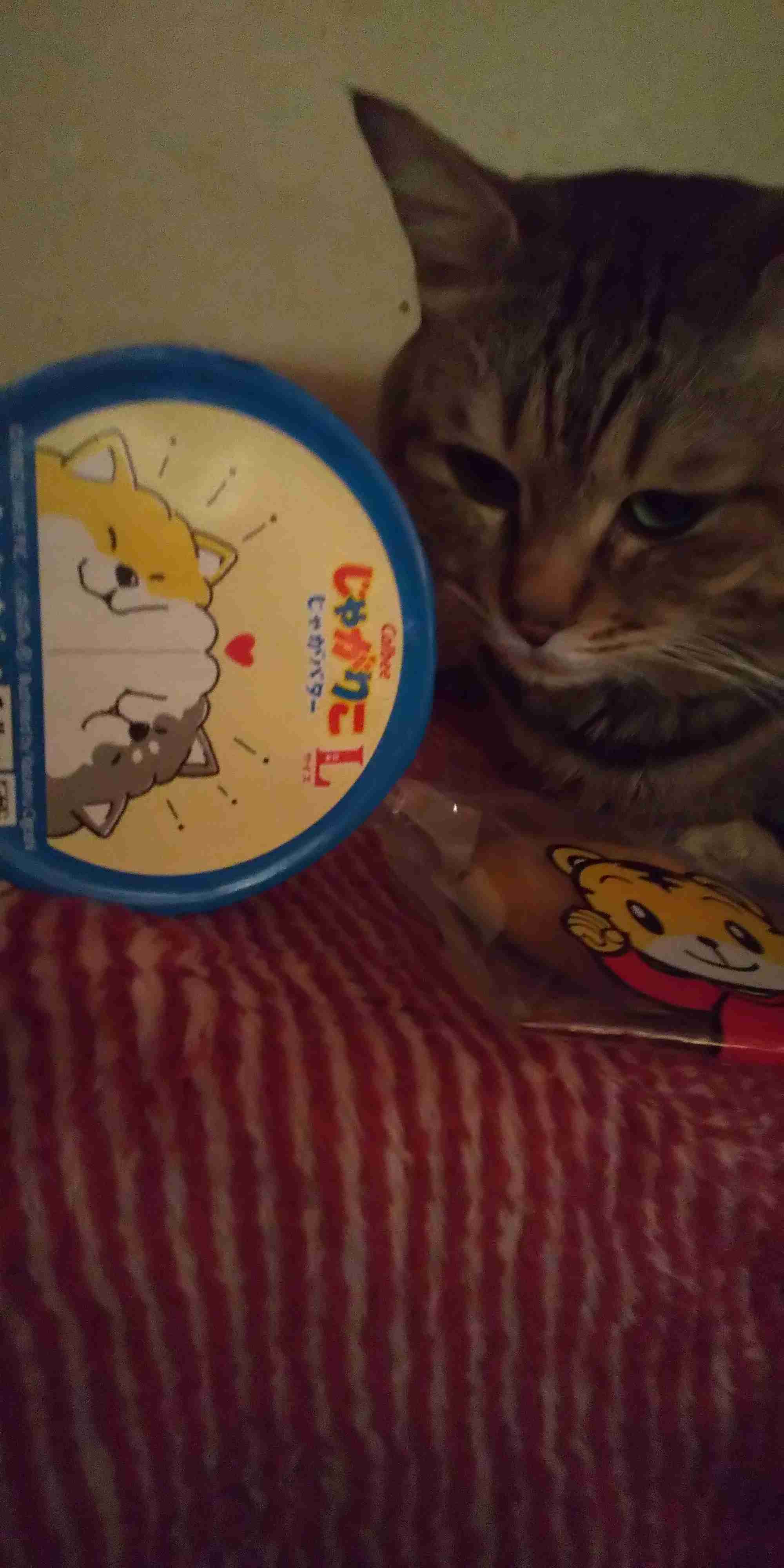 がるちゃん猫カフェ86号店開店しました♫(初めての方も大歓迎♫)