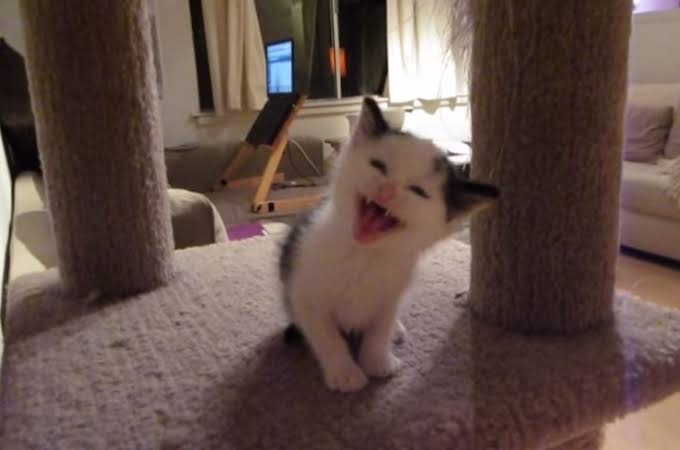 がるちゃん猫カフェ86号店開店しました♫(初めての方も大歓迎♫)
